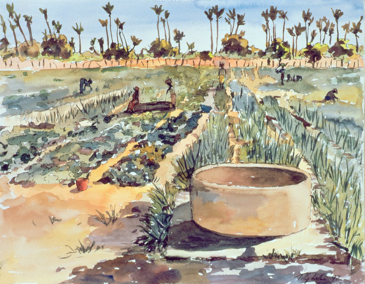 妇女花园，塞内加尔，西非，1997年 作者 蒂莉·威利斯