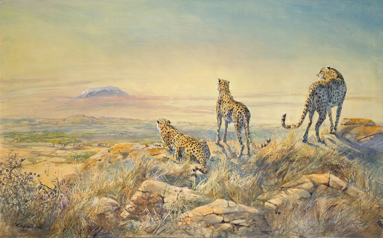 与乞力马扎罗山在背景中的猎豹，1991年（wc） 作者 蒂姆·斯科特·博尔顿