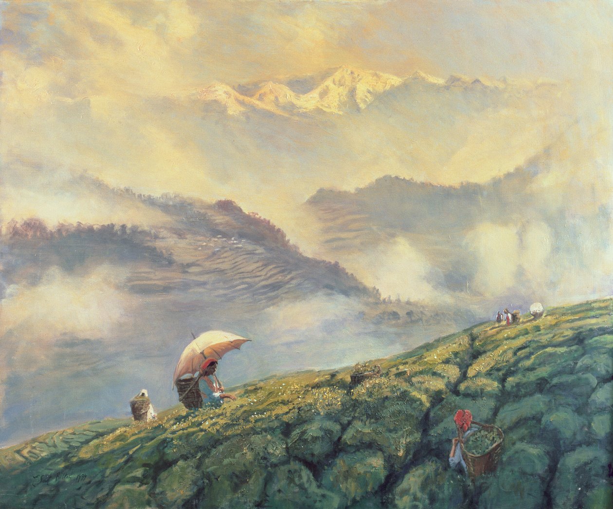 茶叶采摘，大吉岭，印度，1999年 作者 蒂姆·斯科特·博尔顿