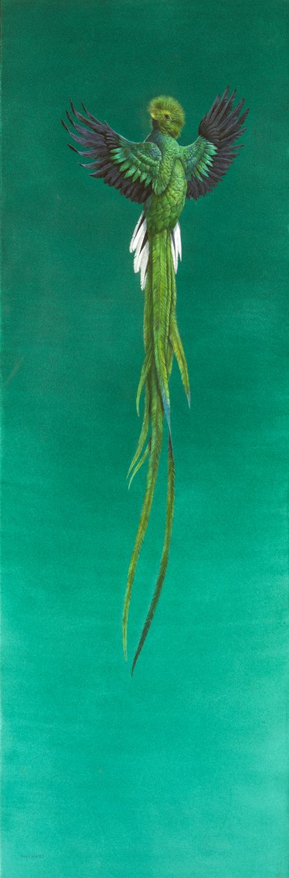 Quetzal（纸上水彩和水粉） 作者 蒂姆·海沃德