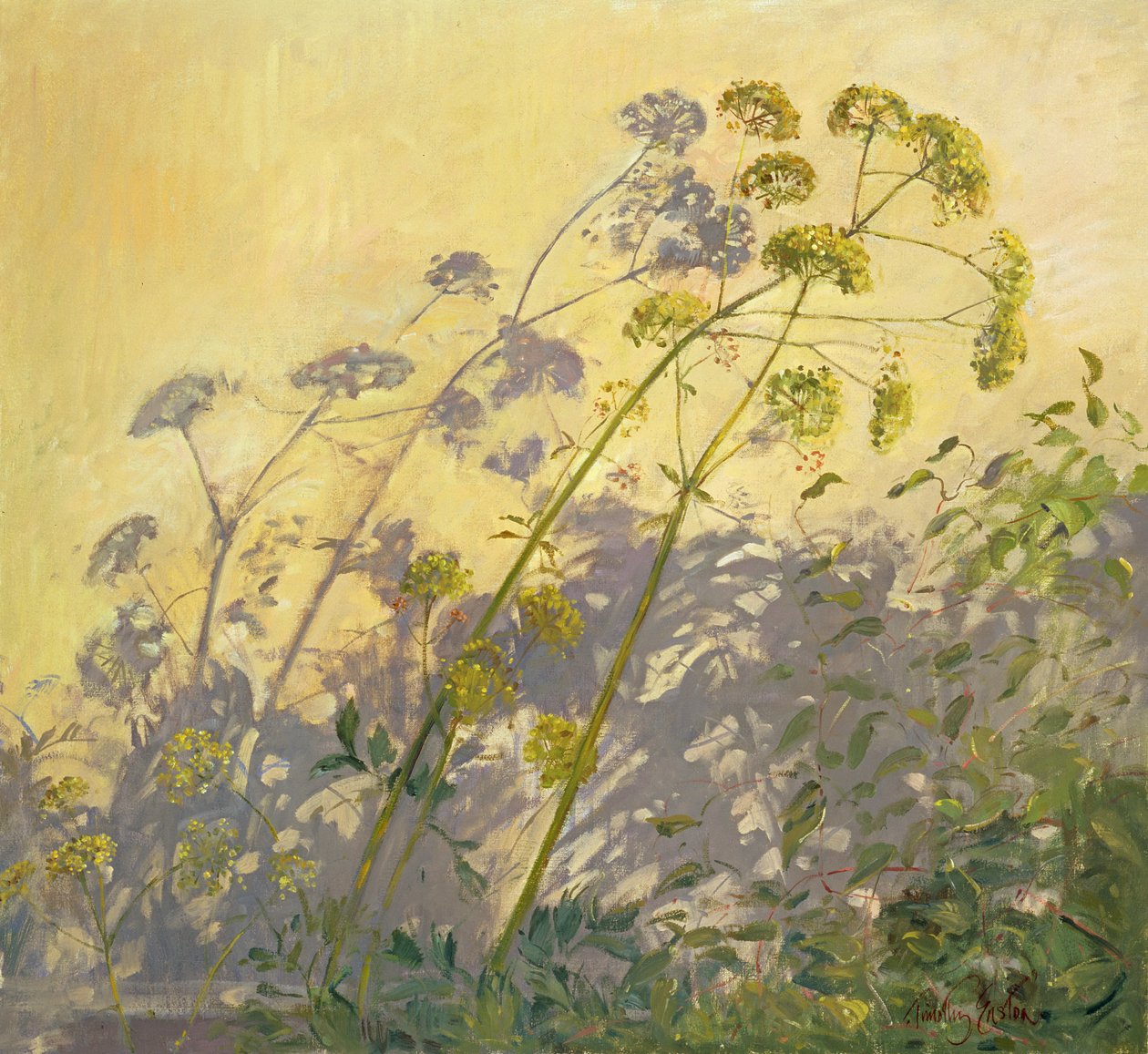 Lovage，Clematis and Shadows，1999 作者 蒂莫西·伊斯顿