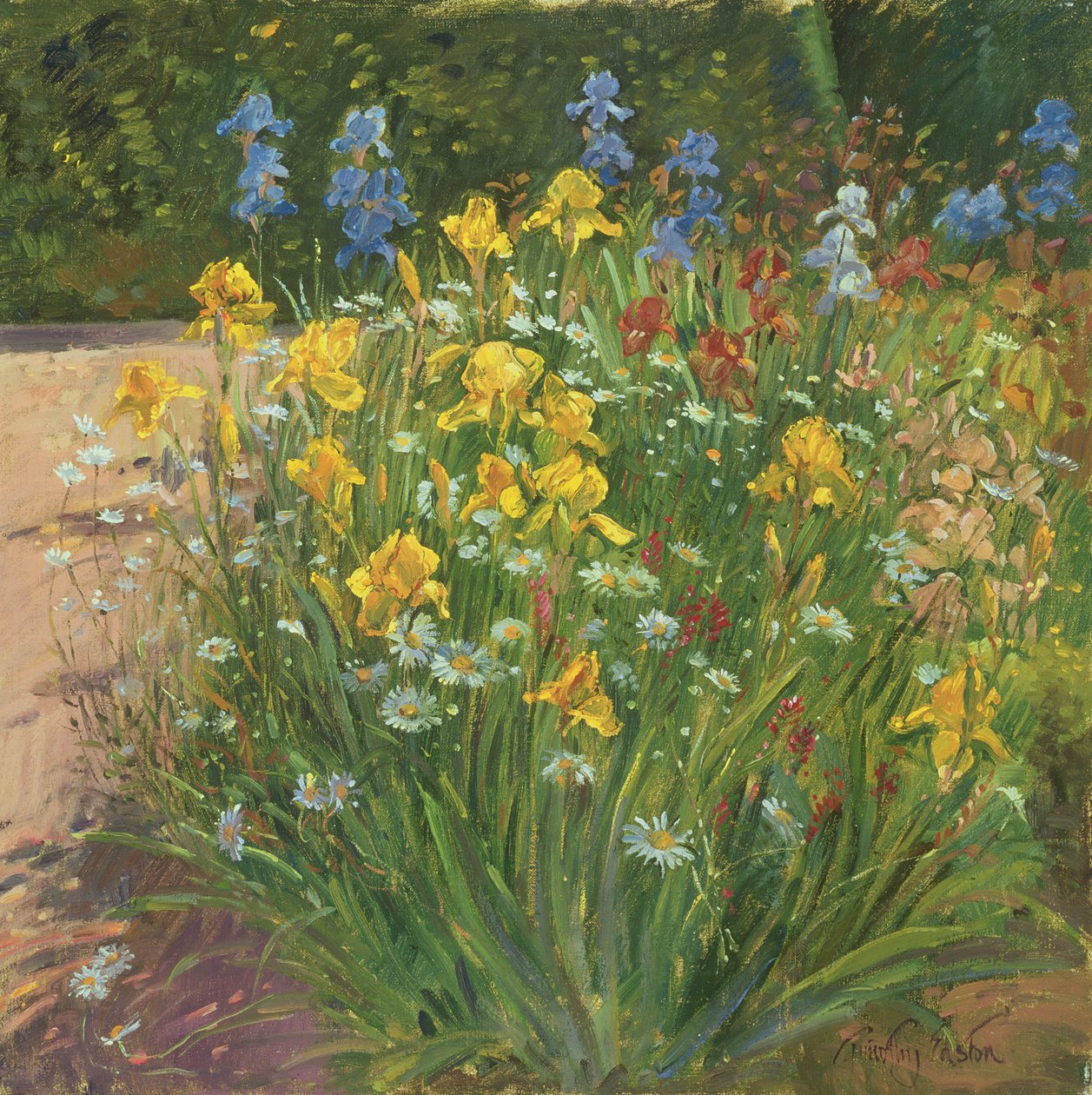 Oxeye Daisies反对鸢尾花 作者 蒂莫西·伊斯顿