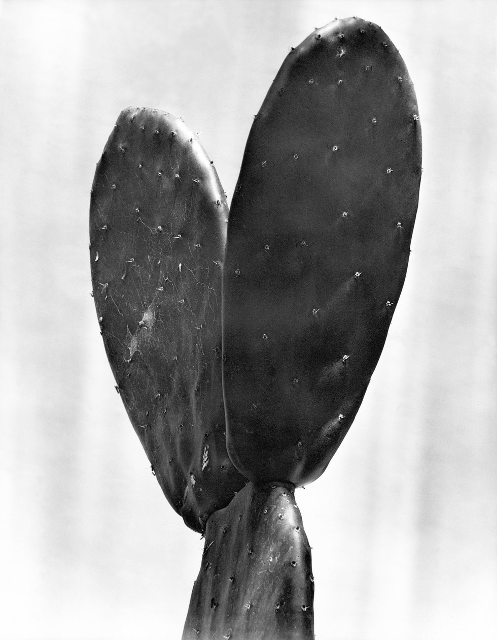 仙人掌，墨西哥城，1925年 作者 蒂娜·莫多蒂