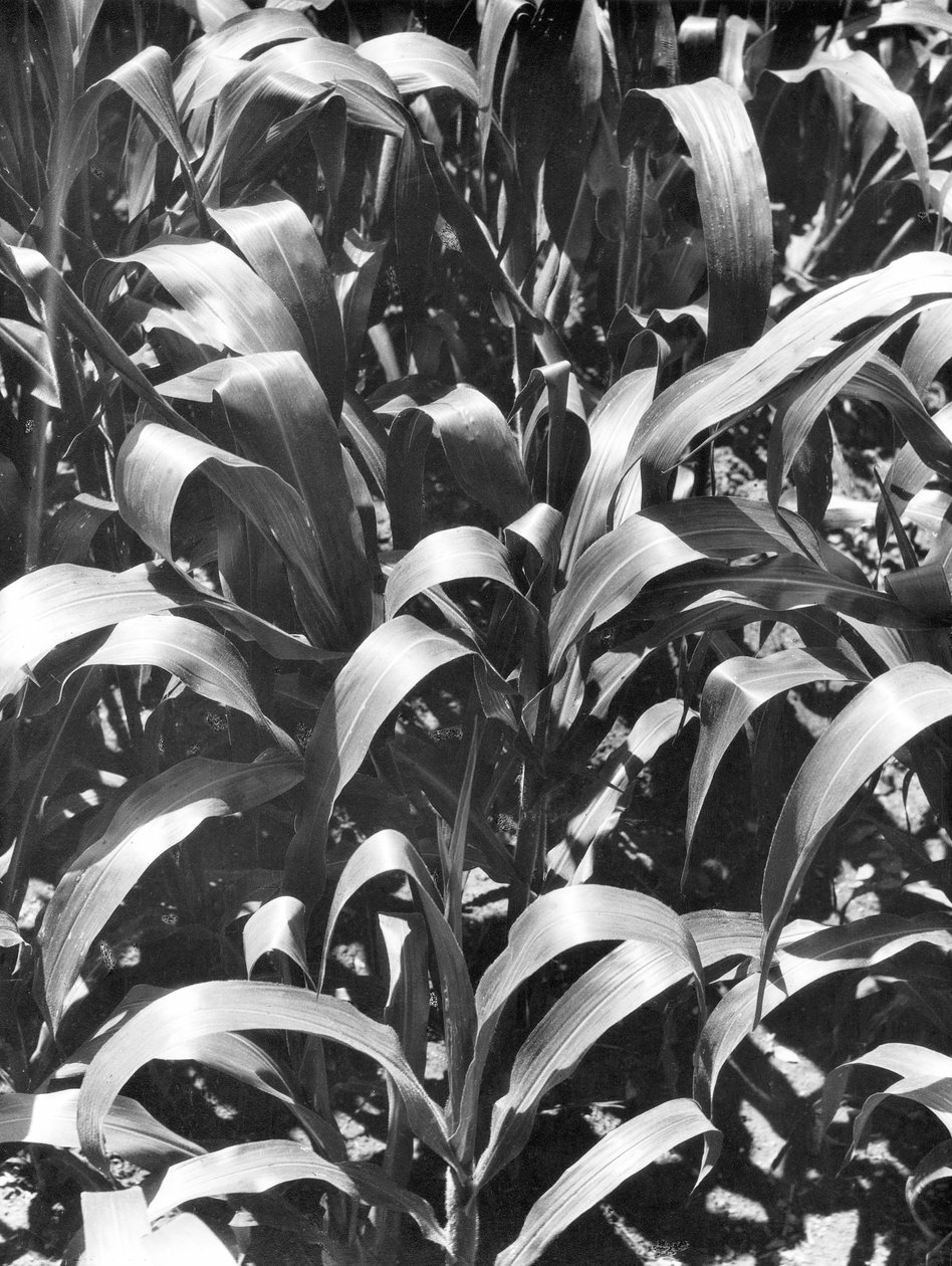 玉米植物，墨西哥，c.1929 作者 蒂娜·莫多蒂