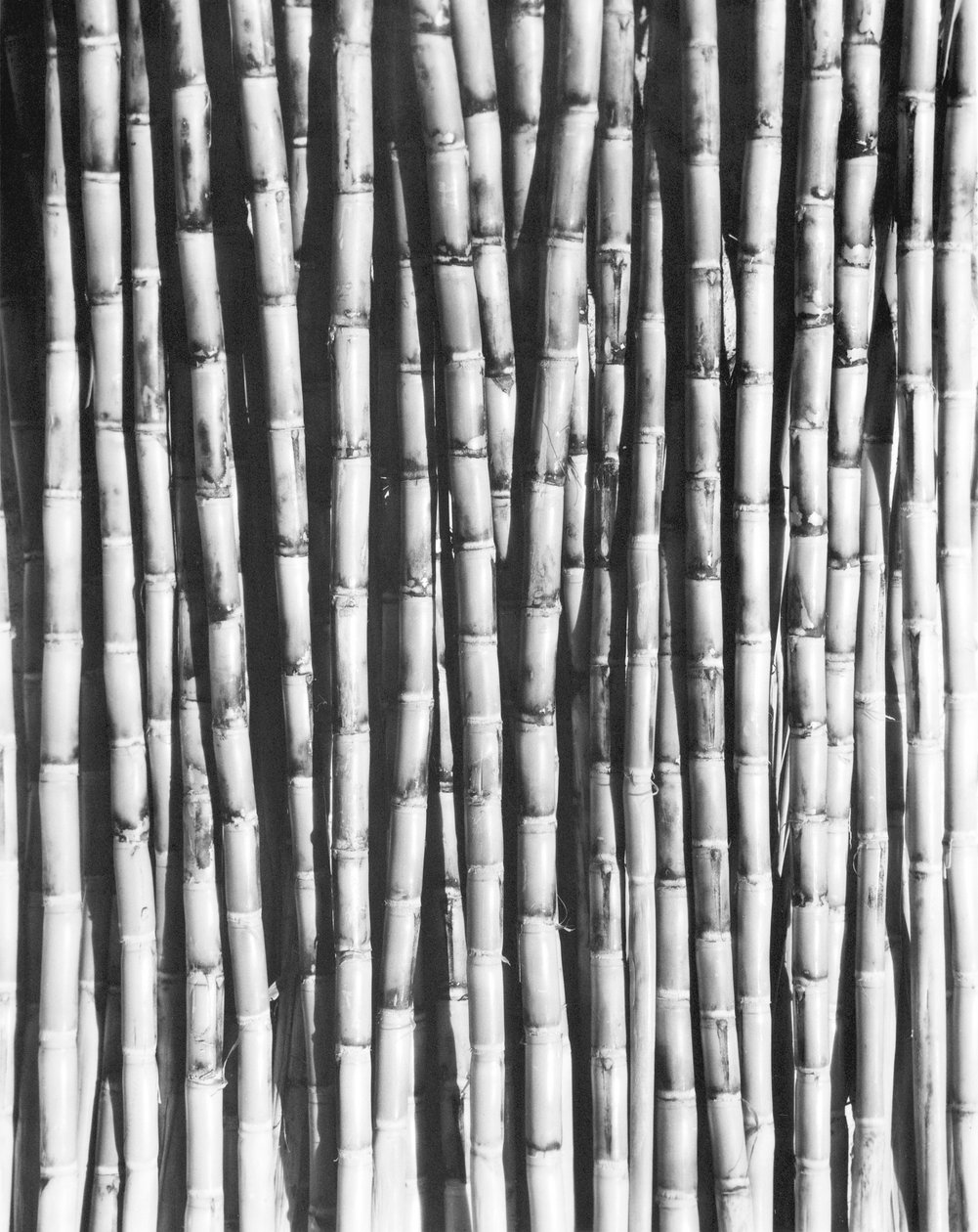 甘蔗，墨西哥，1929年 作者 蒂娜·莫多蒂