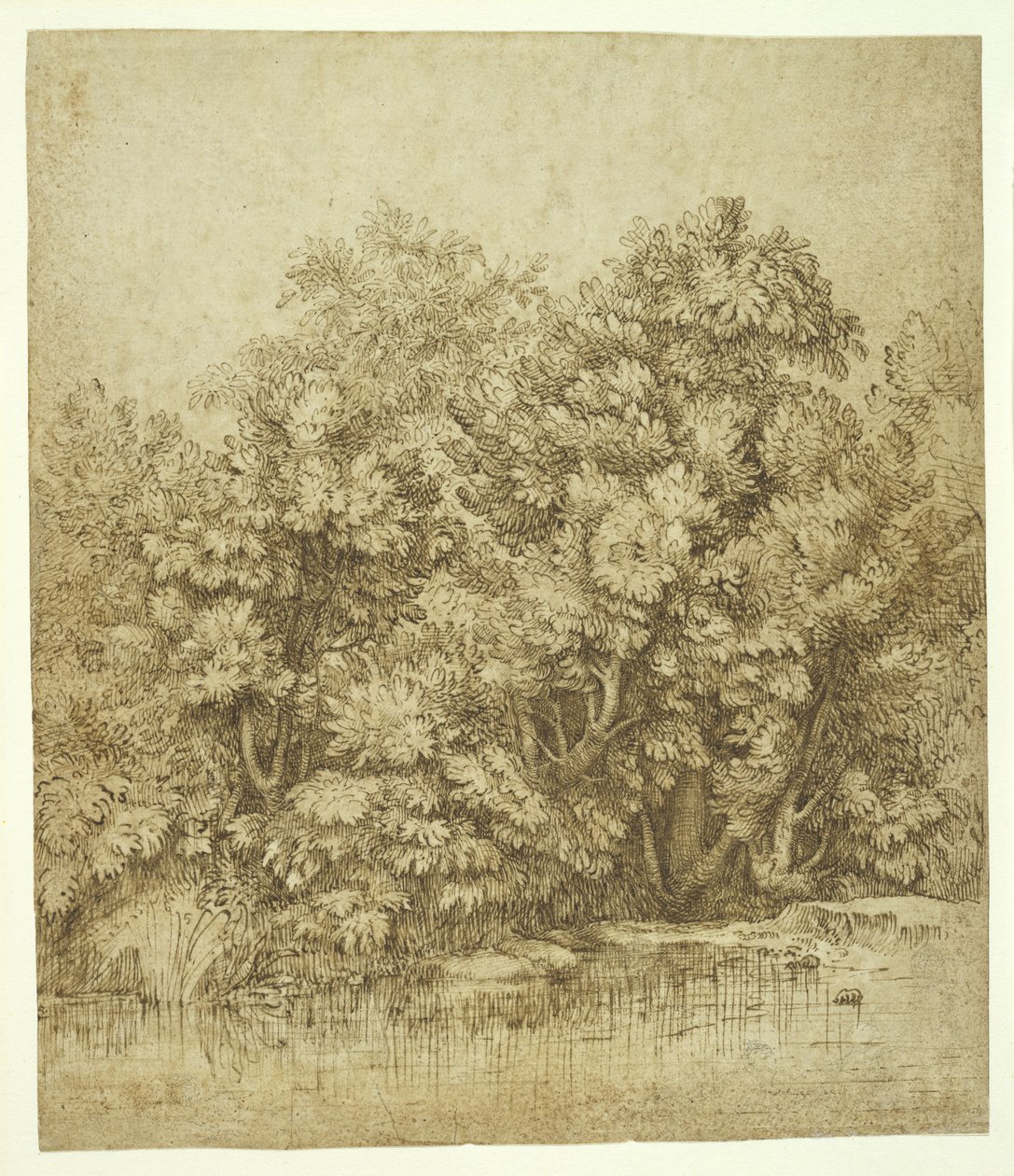 水池附近的树木，c.1530（棕色墨水在木质奶油古董纸上） 作者 蒂齐亚诺·韦切利（Tiziano Vecelli）