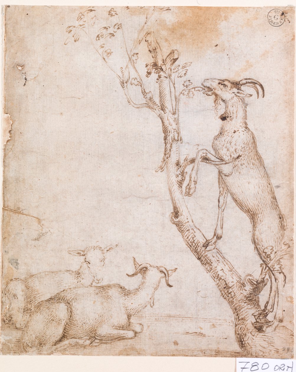 牧场上的山羊（纸本钢笔和墨水） 作者 提香（c.1488-1576）