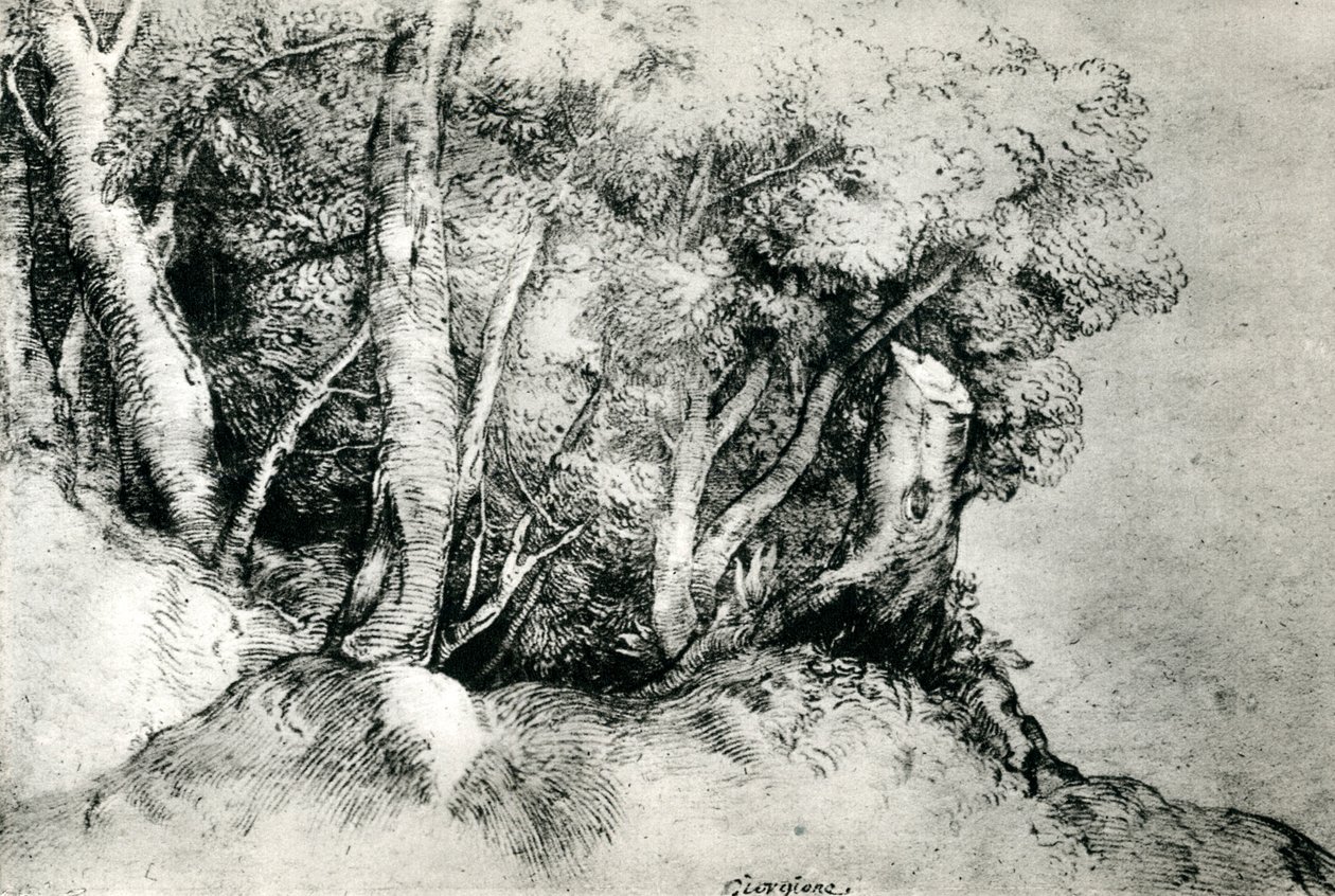 森林景观，c1516-1518，1937年 作者 蒂齐亚诺·韦切利（Tiziano Vecelli）