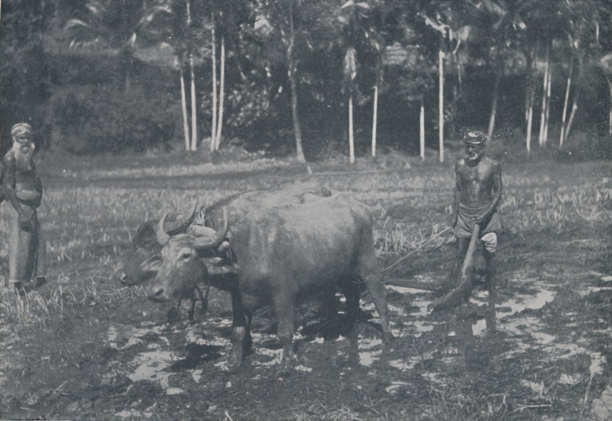 耕种水稻，1924年 作者 专题新闻社