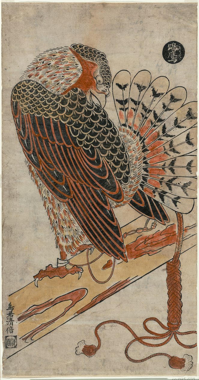 雀鹰（Konori taka） 作者 鸟居清增一号