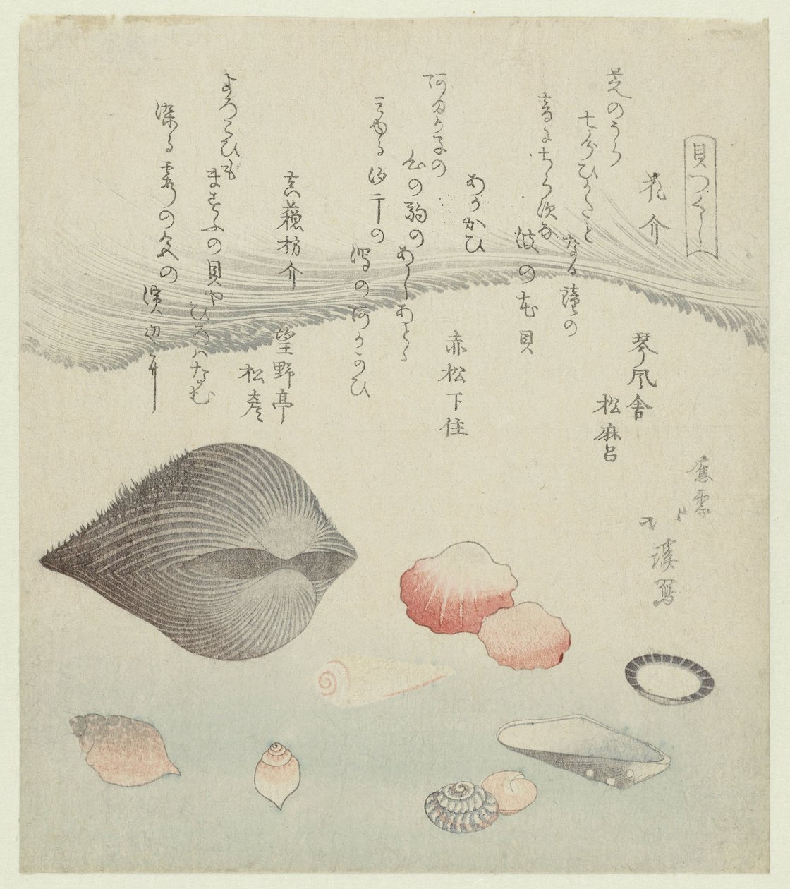 花贝壳、红贝壳和纯红贝壳
花贝、红贝和纯红贝（物品上的标题）
贝壳系列（系列名称）
贝壳系列（物品上的系列名称） 作者 东东屋北海