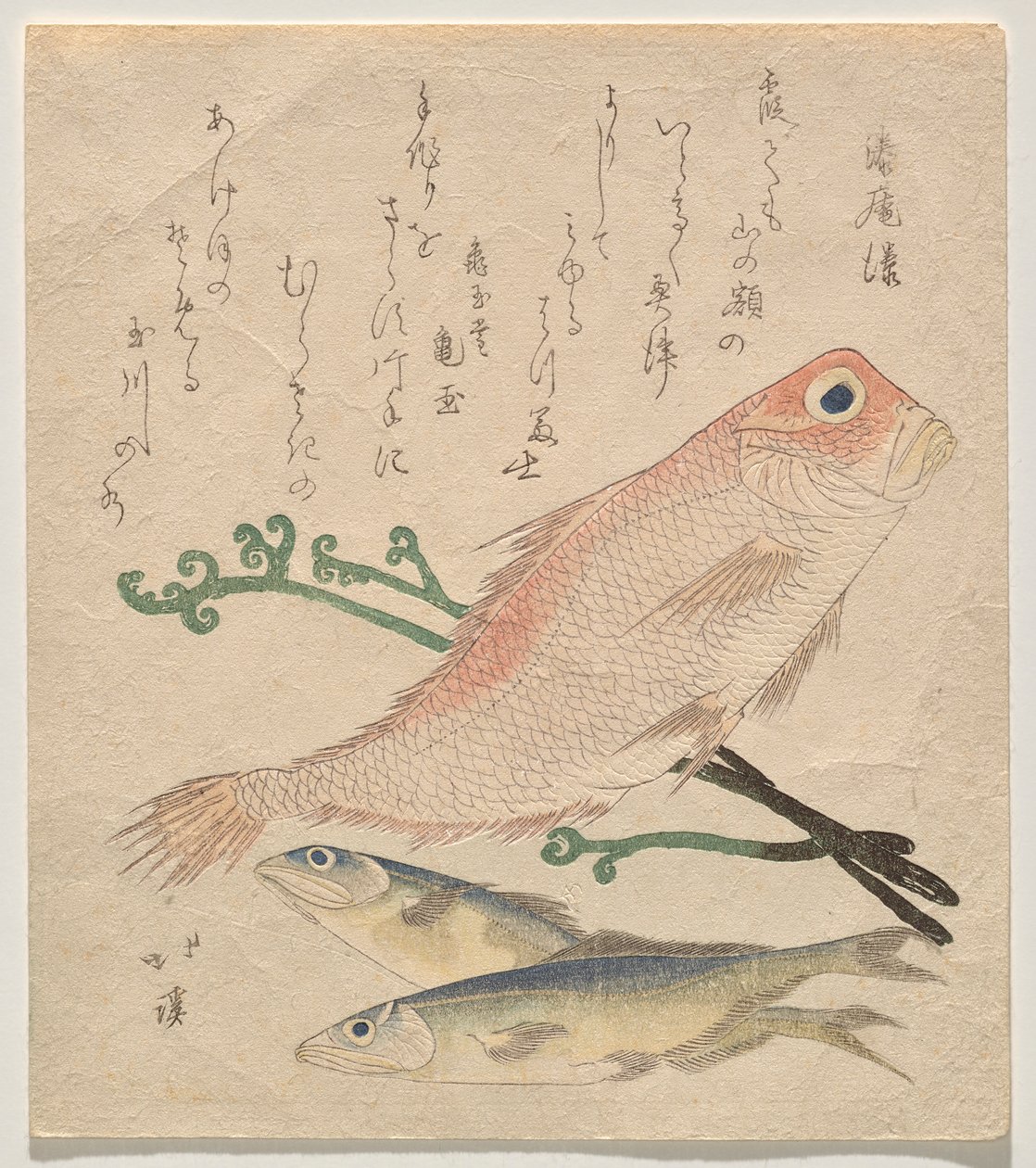 粉鲷鱼（shiro-amadai）和两条小鳟鱼（ai） 作者 东东屋北海