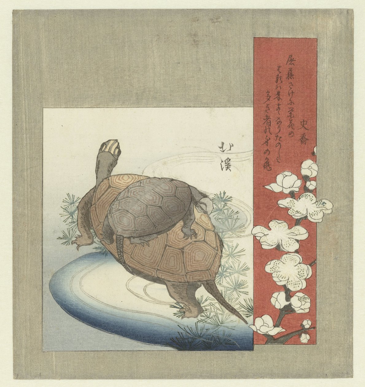 海龟 作者 东东屋北海