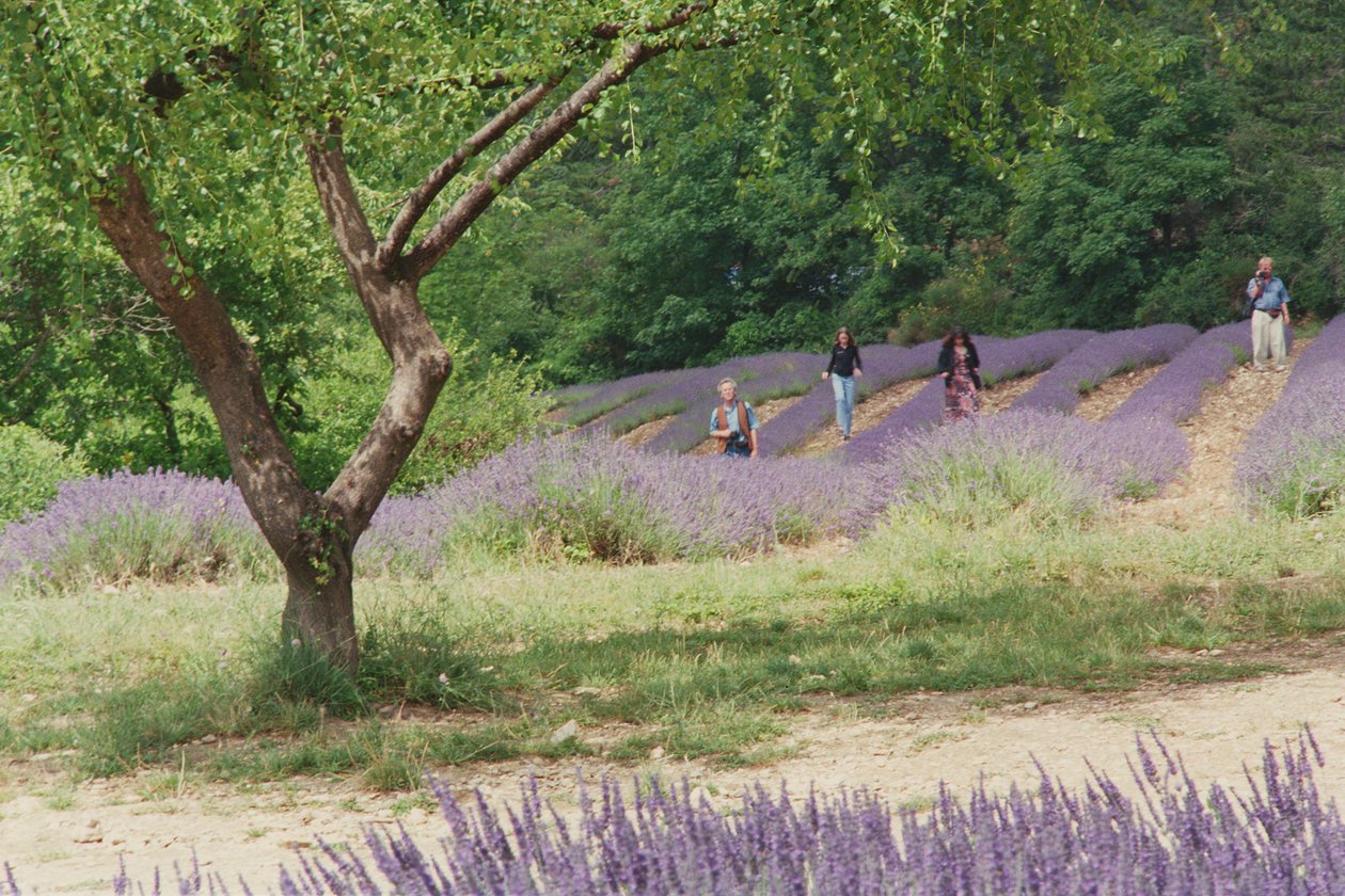 在薰衣草领域的树，在Abbaye Senanque的地面，普罗旺斯，法国，1999年 作者 特雷弗·尼尔