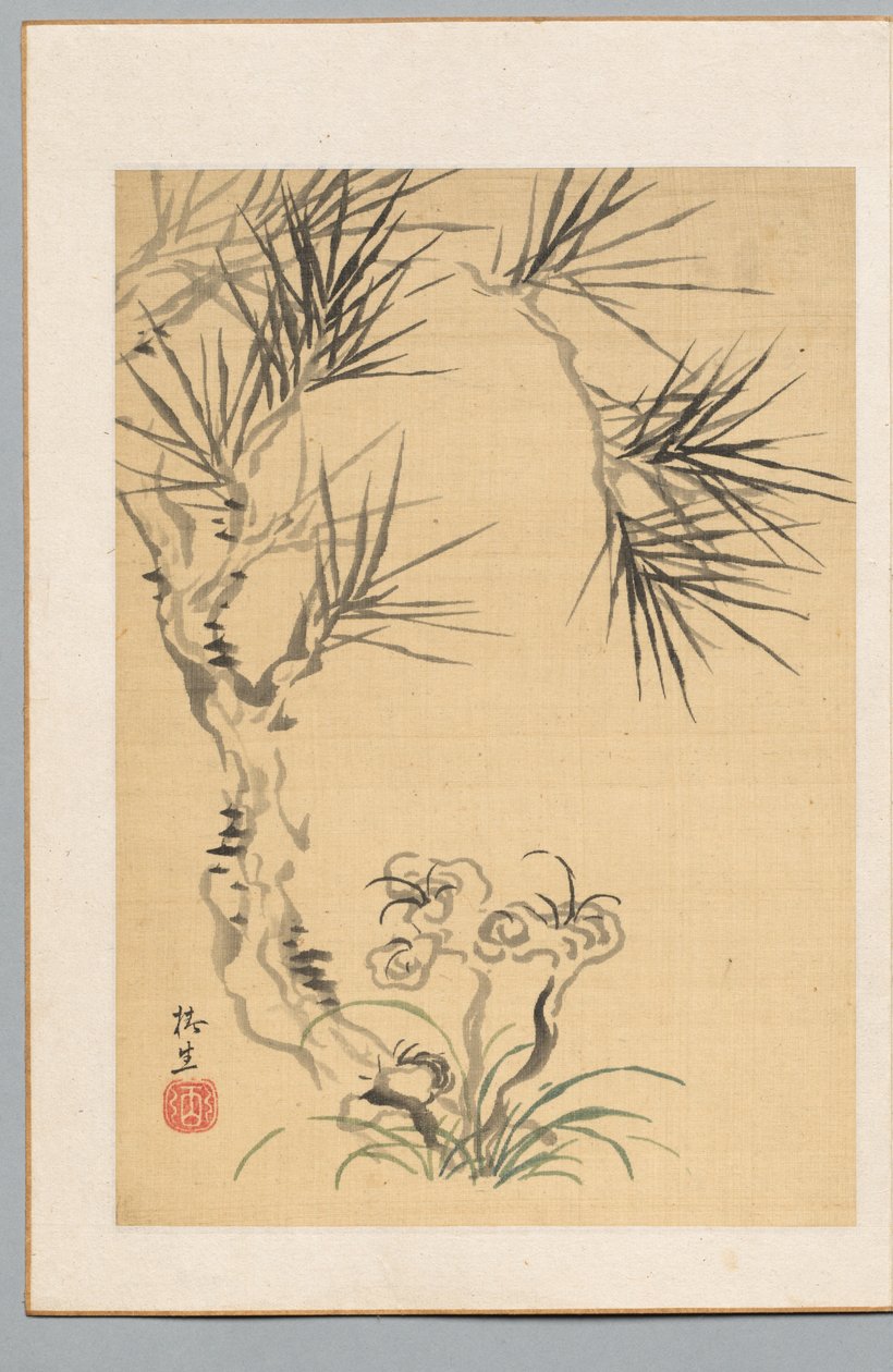 松树和真菌 作者 椿金山