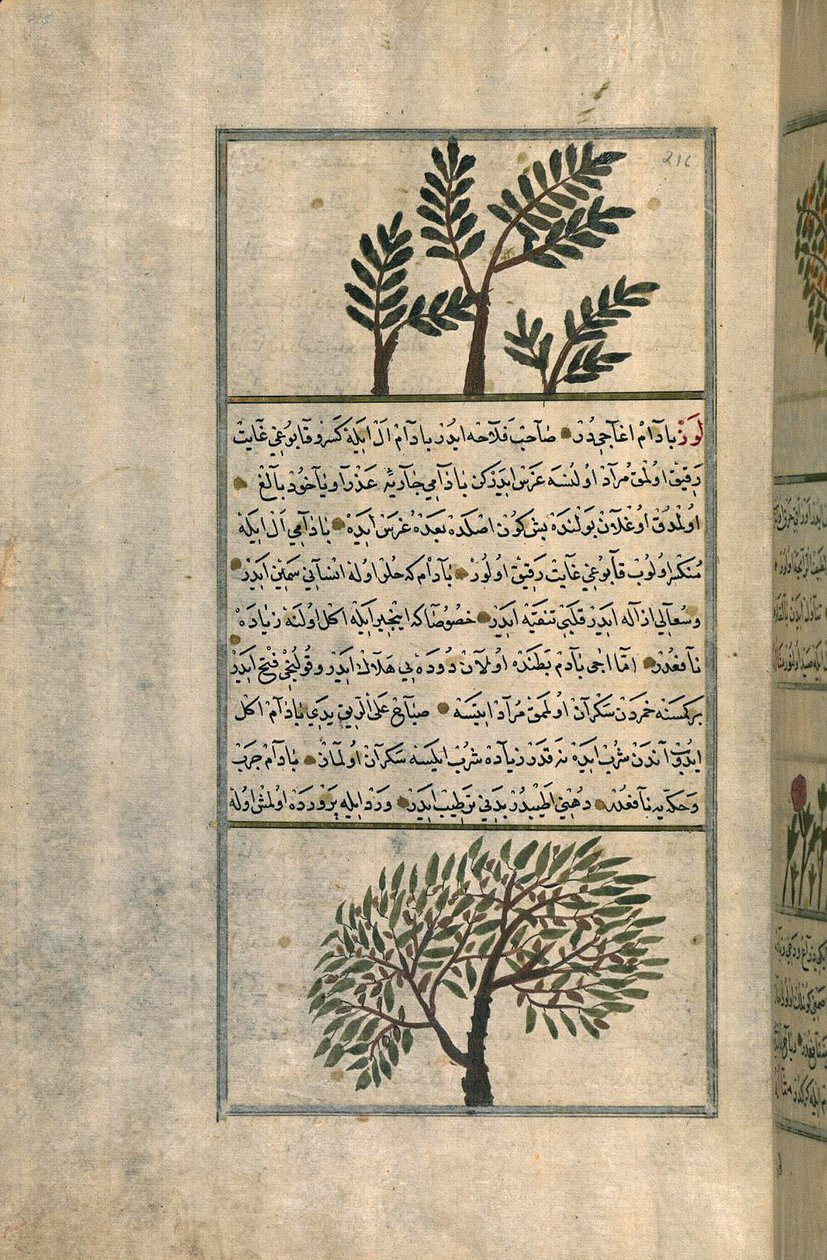 Zakariya ibn Muhammad al-Qazwini的论文后，杏仁树上的乳香树（欧洲普通纸上的墨水和颜料） 作者 土耳其语学校