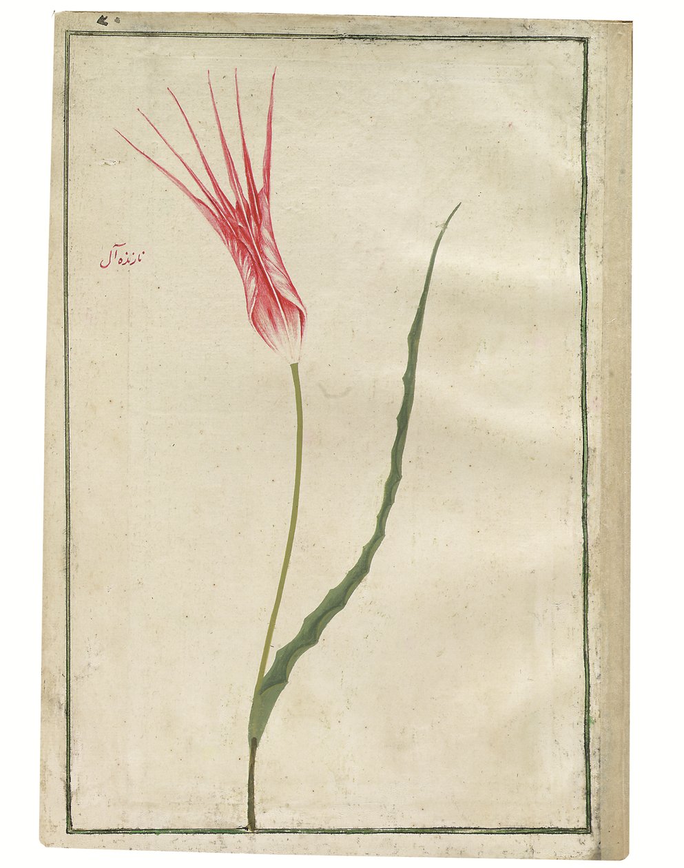 “Nazende-âl”（蔑视的深红色），红色和奶油色郁金香，c.1725（水彩画和人体彩绘） 作者 土耳其语学校