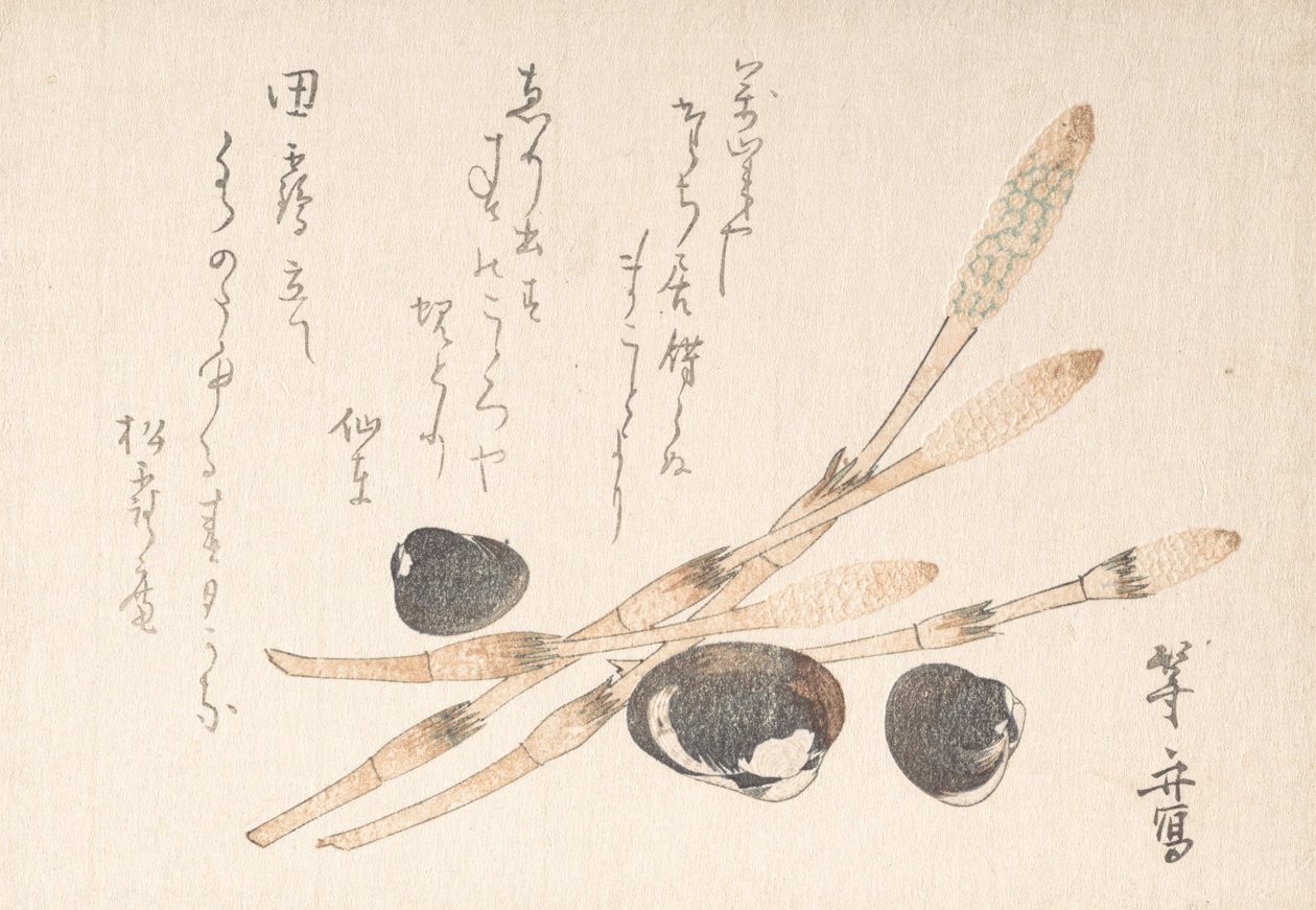 Tsukushi植物和Shijimi贝壳。 作者 植松东州