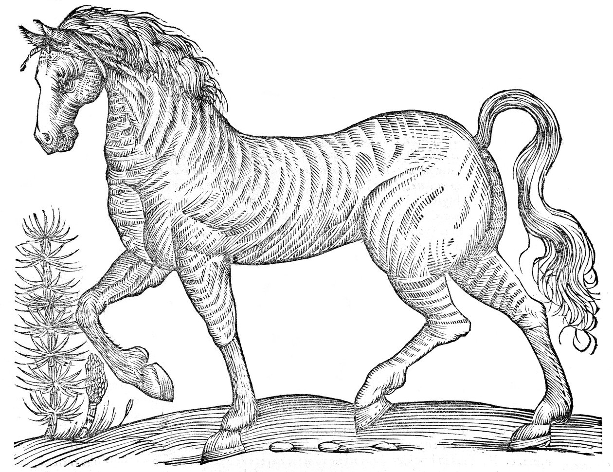 De quadrupedibus solidipedibus volumen integrum 作者 乌里斯·阿尔德罗万迪