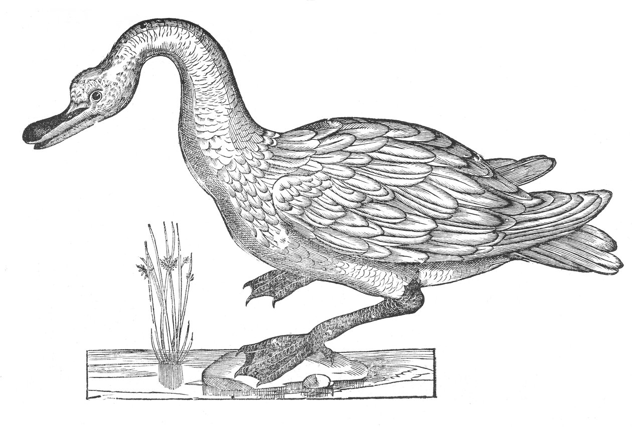 Ornithologiae hoc est de avibus historiae libri XII 作者 乌里斯·阿尔德罗万迪