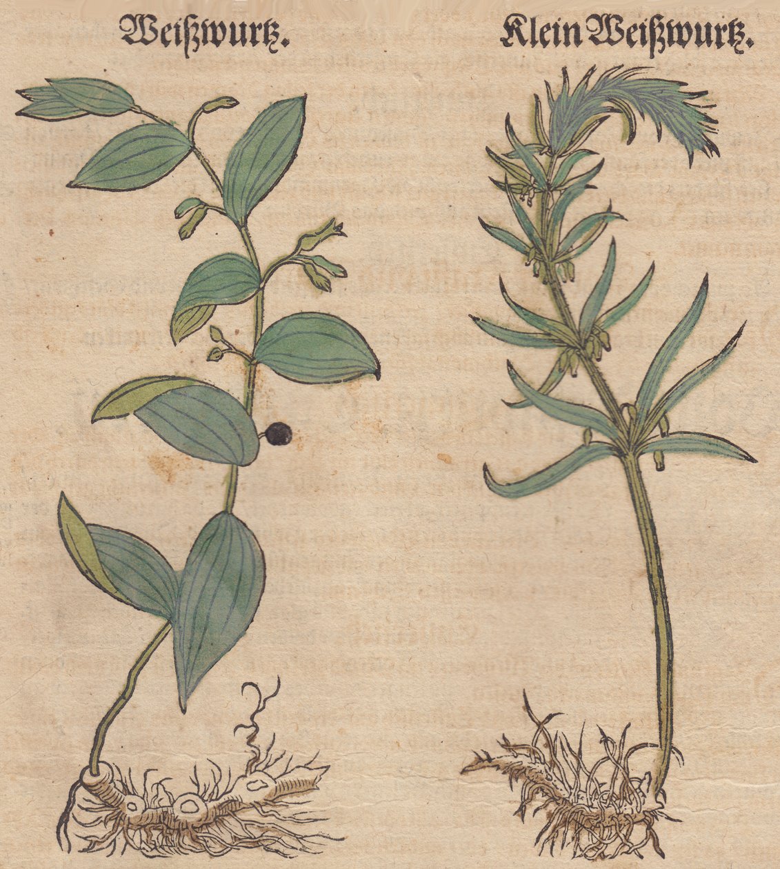 Polygonatum multiflorum和Polygonatum verticillatum的图片 作者 未知未知
