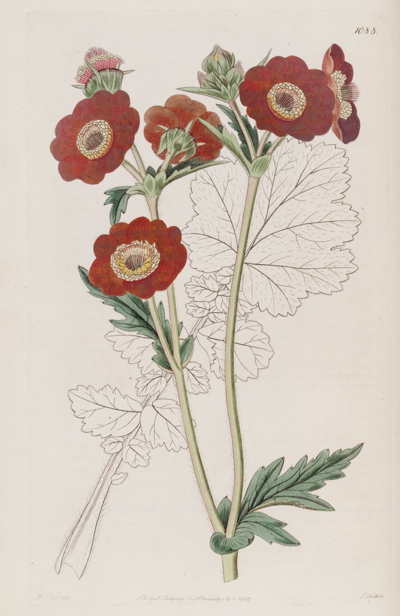 Geum quellyon，作为Geum coccineum Lindl。 作者 未知未知