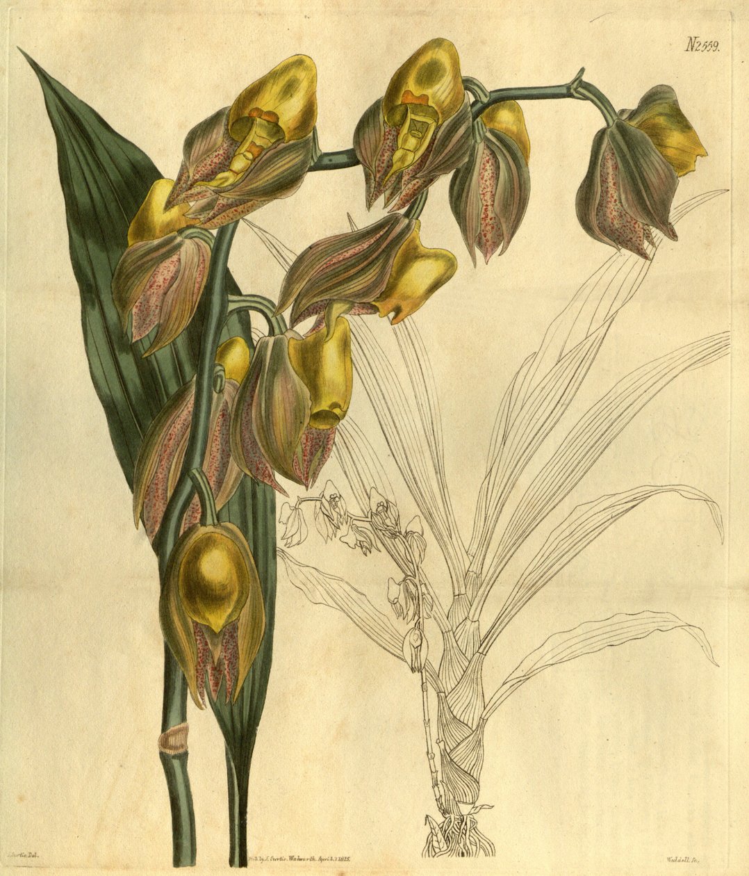 Catasetum macrocarpum的插图（作为syn.Catasetum tridentatum） 作者 未知未知