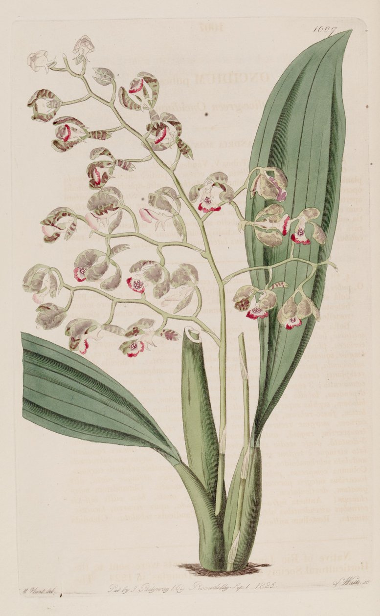 Oncidium pubes的例证 作者 未知未知