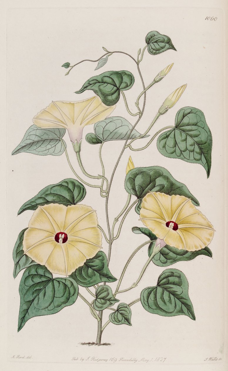 Ipomoea ochracea 作者 未知未知