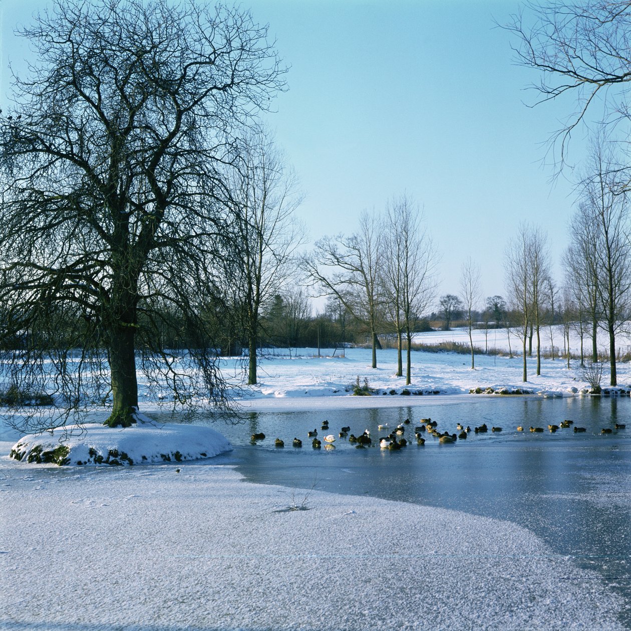 在Finchingfield，艾塞克斯附近的雪的鸭子 作者 未知未知