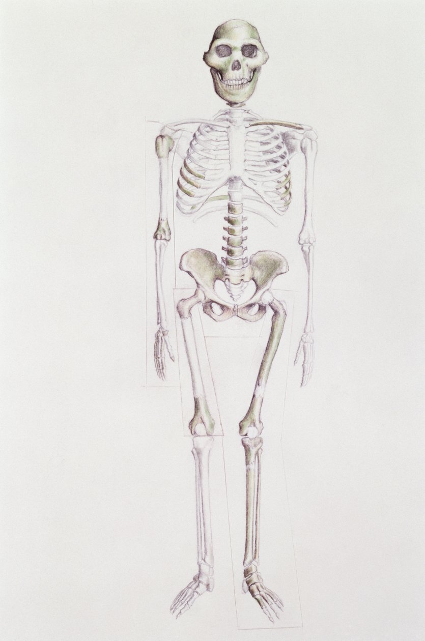 Australopithecus africanus的骨骼 作者 未知未知