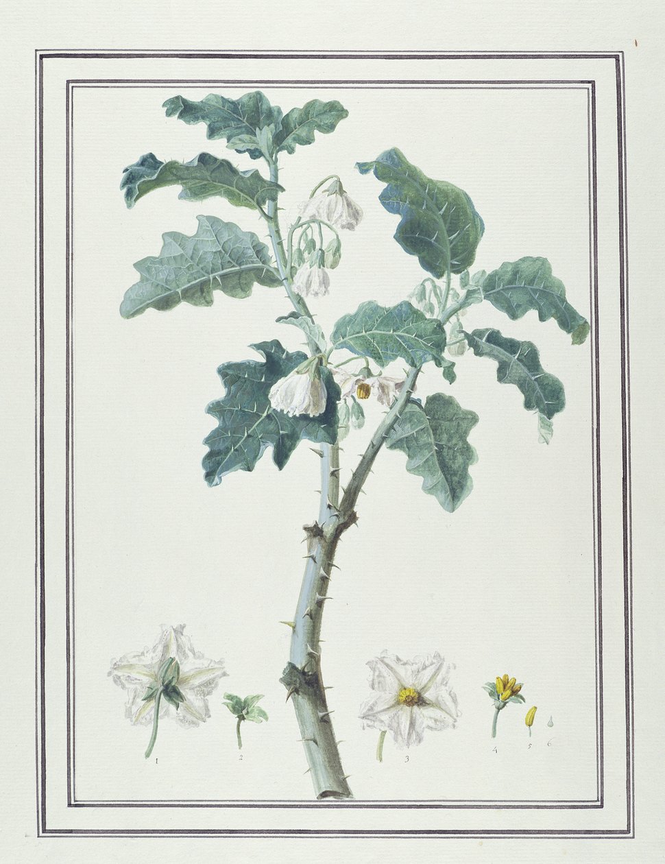 Solanum d&39;Abissime（wc和bw在纸上的石墨） 作者 未知未知