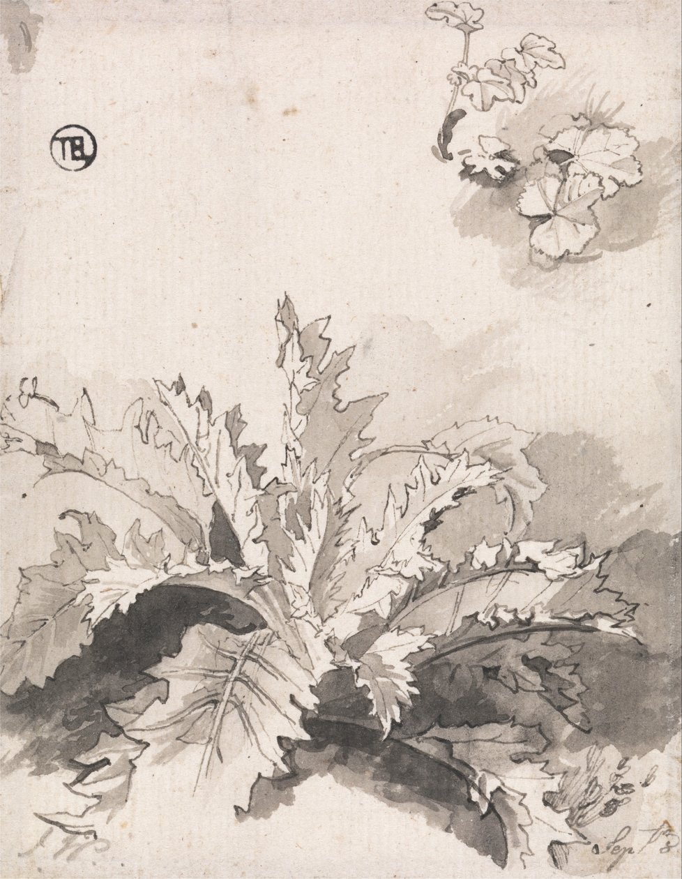 研究蓟和其他植物，9月8日 作者 未知未知
