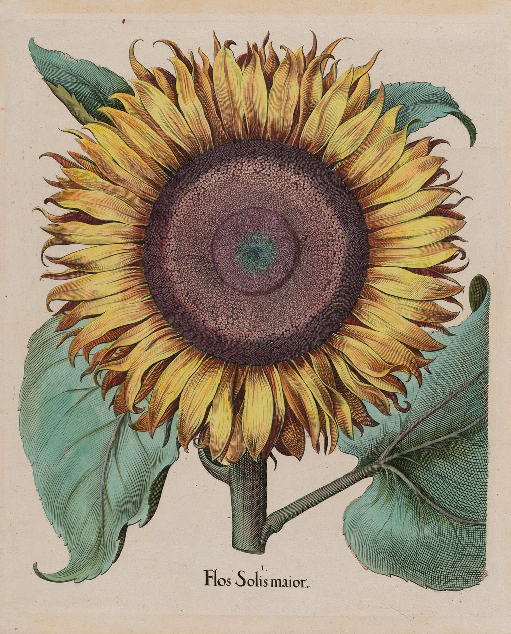 身份不明的艺术家 - 大向日葵（Flos Solis Maior），第1部分的第1部分，B。Besler，Hortus Eystettensis，1713编辑...... 作者 未知未知