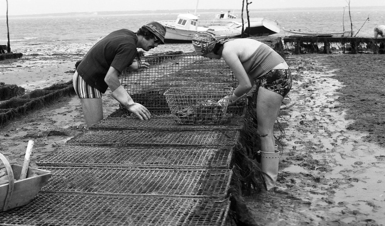 6080 C18 Ostregrower in Vendee Oyster August 1974 作者 不明