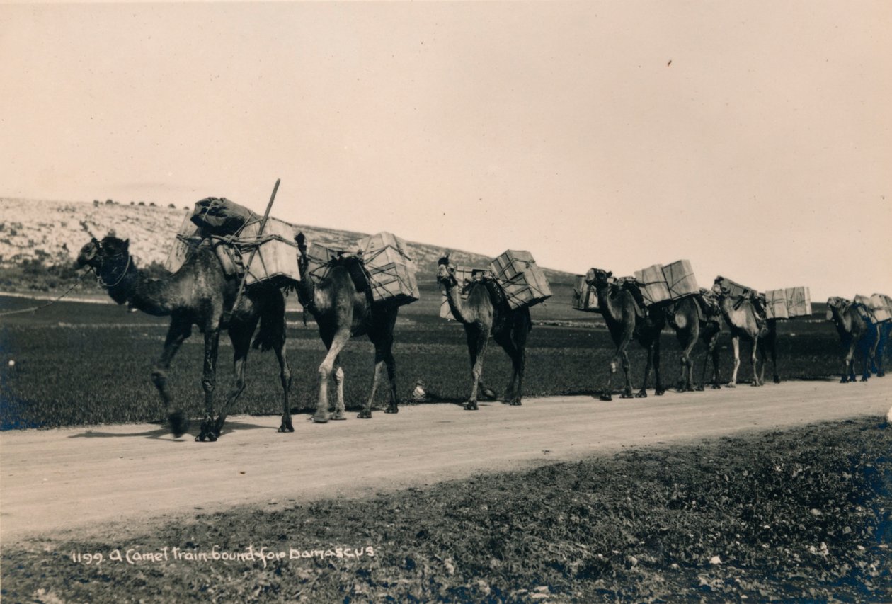 前往大马士革的骆驼火车，1936年 作者 不明