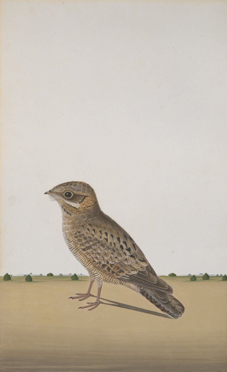 一只普通的印度夜莺Caprimulgus asiaticus，约1780年。 作者 不明