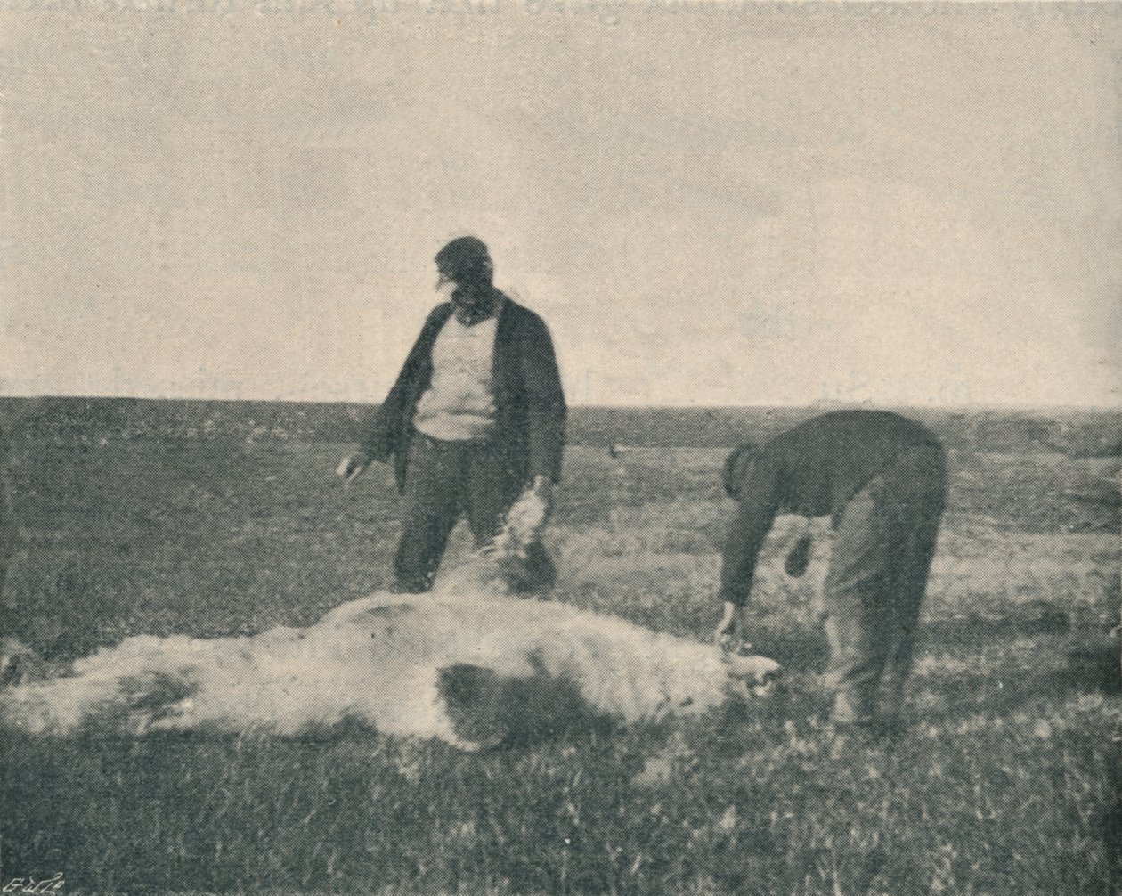 驯鹿岛上的死熊1893年8月21日，1893年1897年 作者 不明