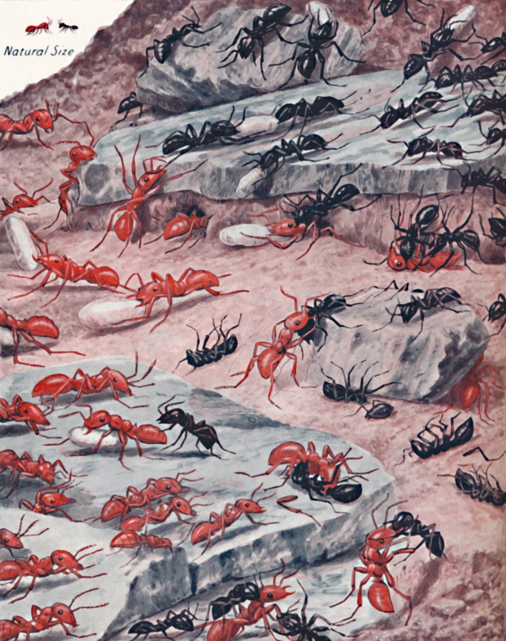 1935年，蚂蚁世界进行了激烈的奴隶袭击 作者 不明