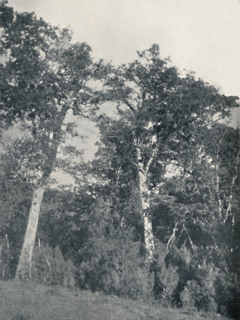 1911年在特木科（Temuco）的南极山毛榉森林 作者 不明