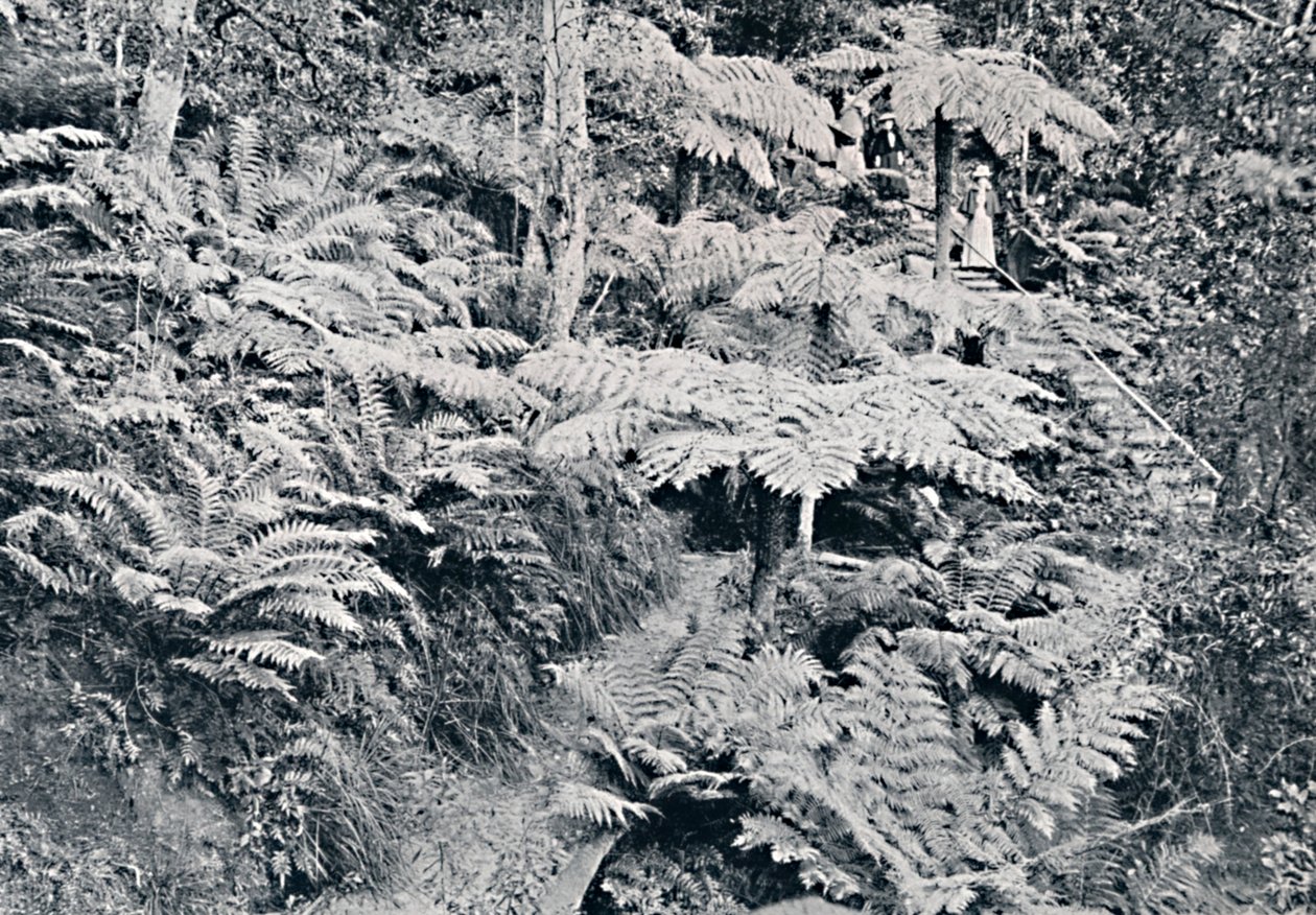 树木茂密的森林，鲁拉，蓝山山脉，c1900。 作者 不明