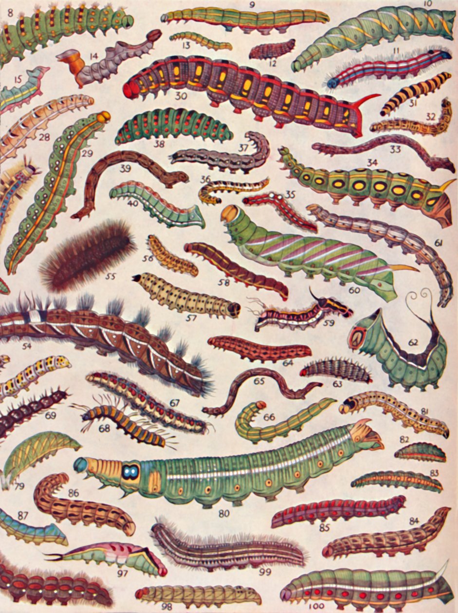 一百种不同的蝴蝶和飞蛾毛虫，1935年 作者 不明