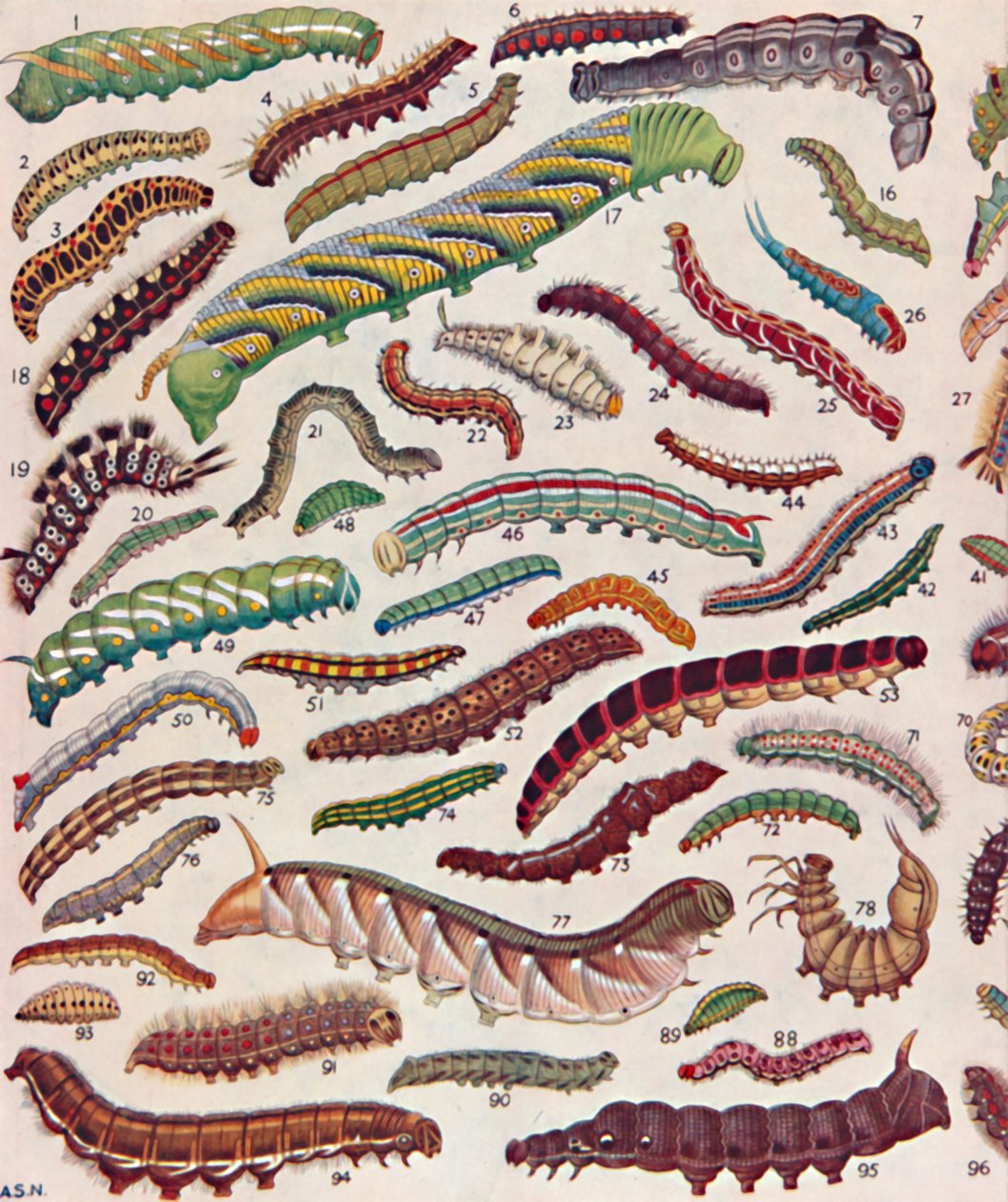 一百种不同的蝴蝶和飞蛾毛虫，1935年 作者 不明