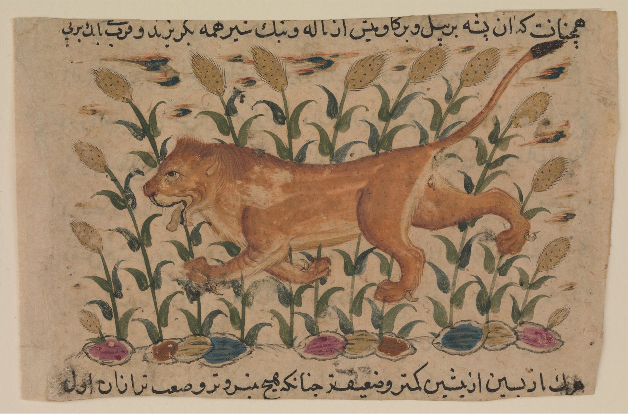 狮子，Shahmardan ibn Abi
