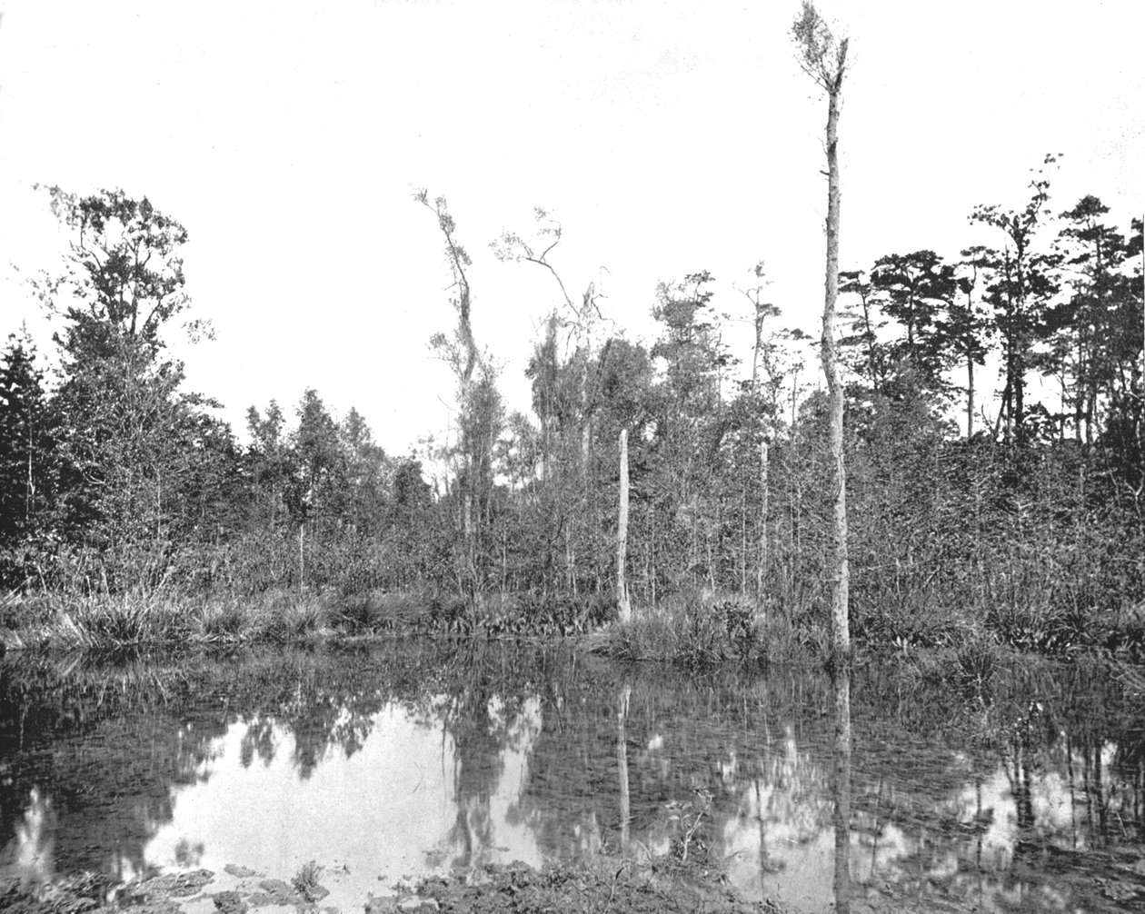 美国路易斯安那州的沼泽地，摄于c1900年。 作者 不明