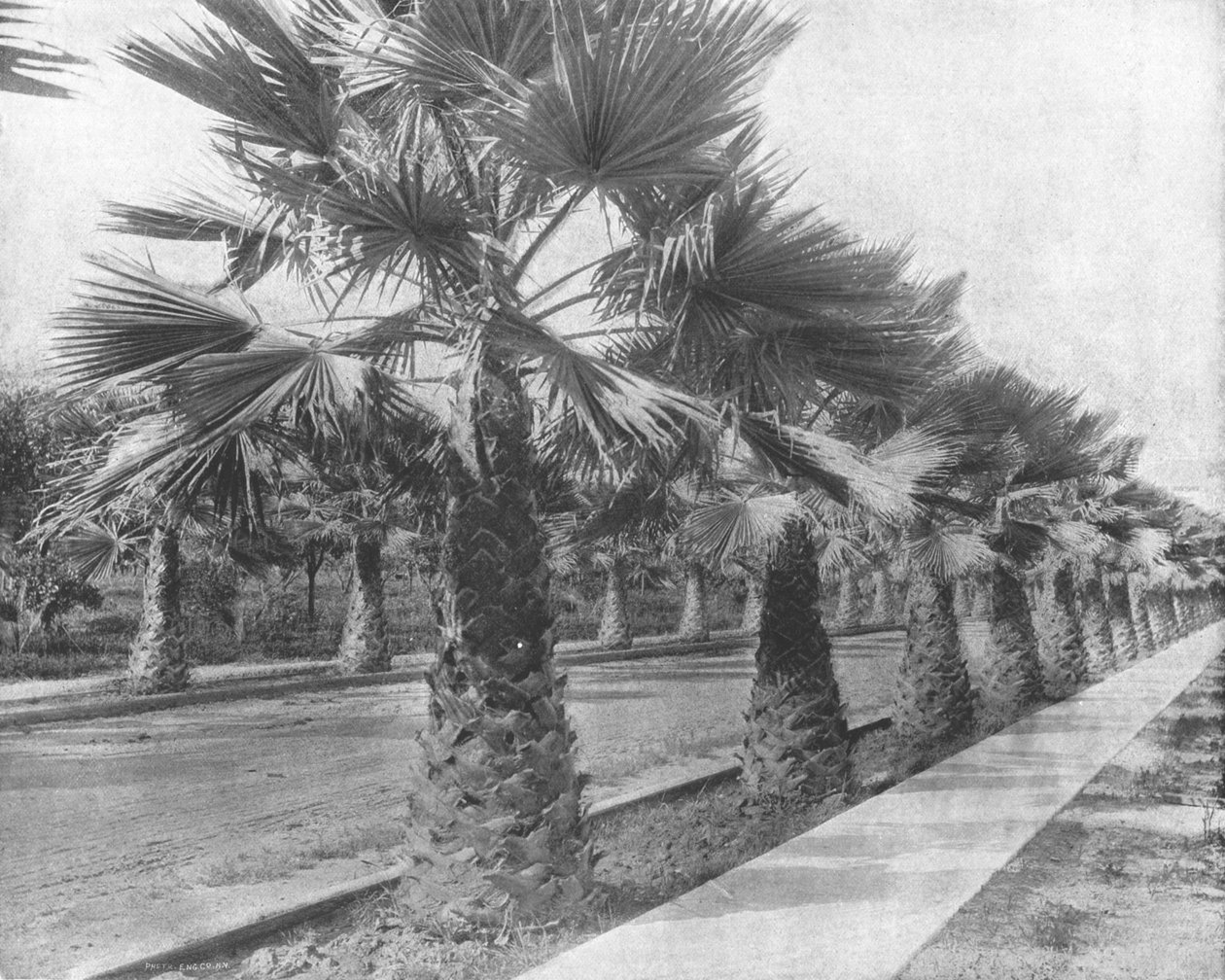 美国加利福尼亚州洛杉矶，棕榈大道，摄于1900年。 作者 不明