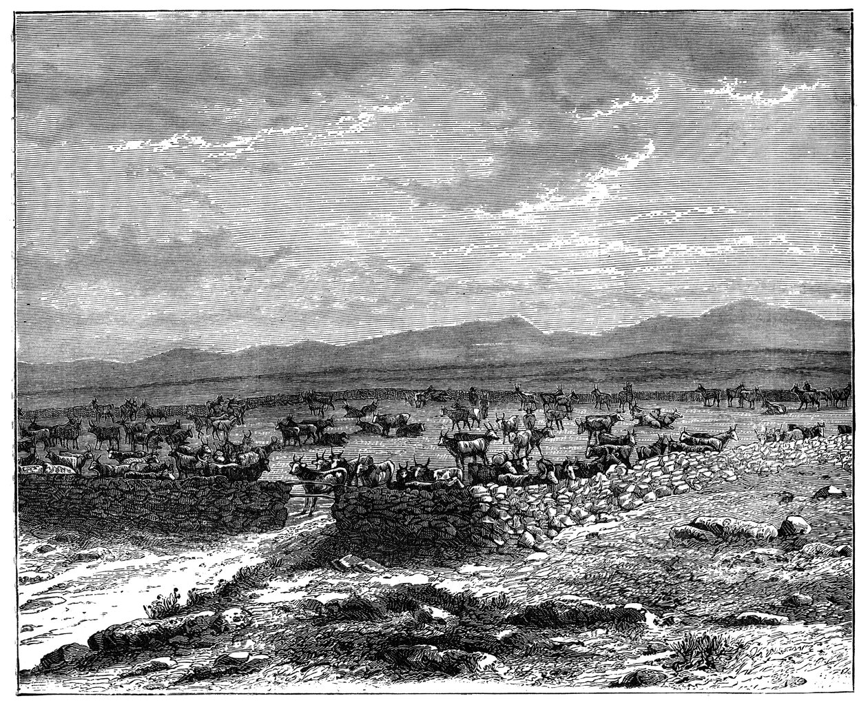 南非的一个牛人，1890年 作者 不明