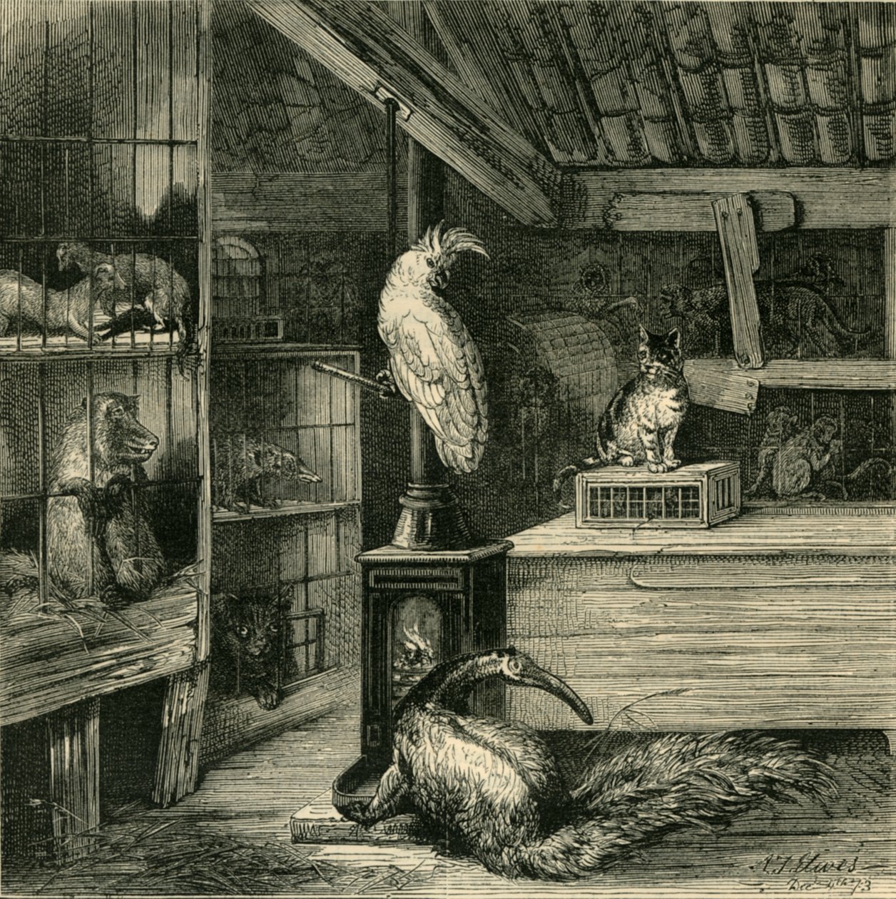 野兽商店，c1873年。 作者 不明