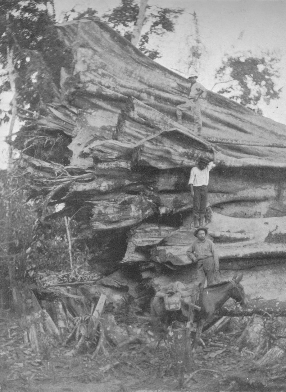 大量的巴西木材，1914年 作者 不明