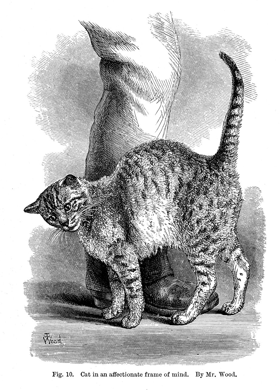 一只有感情的猫，来自《人与动物的表达和情感》，1872年 作者 不明